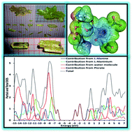 Graphical abstract: Combined experimental and computational insights into the key features of l-alanine l-alaninium picrate monohydrate: growth, structural, electronic and nonlinear optical properties