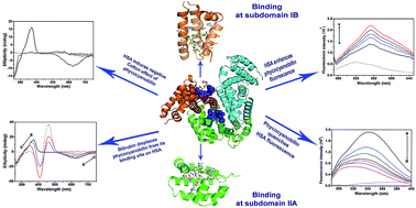 Graphical abstract: Phycocyanobilin, a bioactive tetrapyrrolic compound of blue-green alga Spirulina, binds with high affinity and competes with bilirubin for binding on human serum albumin