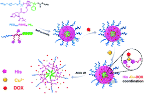 Graphical abstract: Ligand–metal-drug coordination based micelles for efficient intracellular doxorubicin delivery