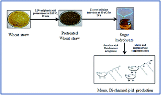 Graphical abstract: Microbial rhamnolipid production in wheat straw hydrolysate supplemented with basic salts
