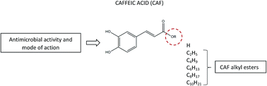 Graphical abstract: Fine-tuning of the hydrophobicity of caffeic acid: studies on the antimicrobial activity against Staphylococcus aureus and Escherichia coli
