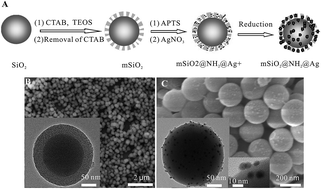 Graphical abstract: Preparation of silver nanoparticles supported mesoporous silica microspheres with perpendicularly aligned mesopore channels and their antibacterial activities