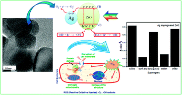 Graphical abstract: Photocatalytic inactivation of E. Coli by ZnO–Ag nanoparticles under solar radiation
