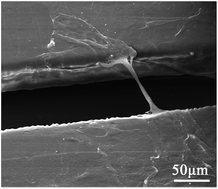 Graphical abstract: hMSCs bridging across micro-patterned grooves