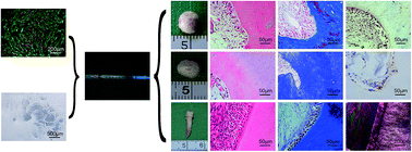 Graphical abstract: Regeneration of dentin–pulp-like tissue using an injectable tissue engineering technique