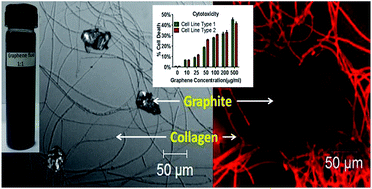 Graphical abstract: Liquid phase collagen modified graphene that induces apoptosis