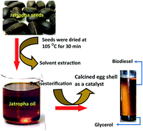 Graphical abstract: Synthesis of biodiesel from Jatropha curcas oil using waste eggshell and study of its fuel properties