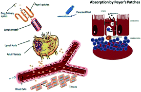 Graphical abstract: Chitosan coated alginate micro particles for the oral delivery of antifilarial drugs and combinations for intervention in Brugia malayi induced lymphatic filariasis