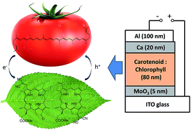 Graphical abstract: Natural-photosynthesis-inspired photovoltaic cells using carotenoid aggregates as electron donors and chlorophyll derivatives as electron acceptors