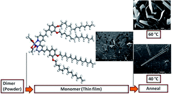 Graphical abstract: Magnetic, thermal, mesomorphic and thermoelectric properties of mononuclear, dimeric and polymeric iron(ii) complexes with conjugated ligands