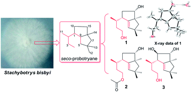 Graphical abstract: 4,5-seco-Probotryenols A–C, a new type of sesquiterpenoids from Stachybotrys bisbyi