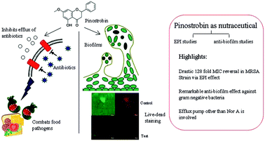 Graphical abstract: Dual role of pinostrobin-a flavonoid nutraceutical as an efflux pump inhibitor and antibiofilm agent to mitigate food borne pathogens