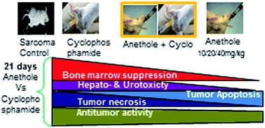 Graphical abstract: Antitumor potential of anethole singly and in combination with cyclophosphamide in murine Sarcoma-180 transplantable tumor model