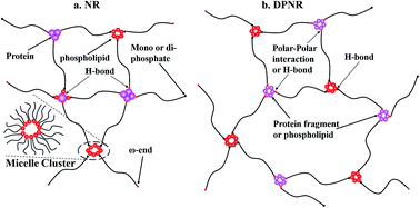 Graphical abstract: A rheological study on non-rubber component networks in natural rubber