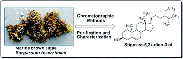 Graphical abstract: Isolation of stigmast-5,24-dien-3-ol from marine brown algae Sargassum tenerrimum and its antipredatory activity