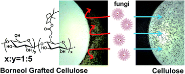 Graphical abstract: Borneol-grafted cellulose for antifungal adhesion and fungal growth inhibition