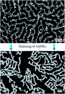 Graphical abstract: On the sintering of gold nanorod assemblies towards continuous networks