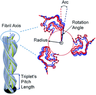 Graphical abstract: The molecular mechanism of conformational changes of the triplet prion fibrils for pH