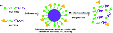 Graphical abstract: Targeting vitamin E TPGS–cantharidin conjugate nanoparticles for colorectal cancer therapy