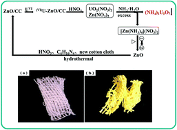 Graphical abstract: In situ growth of ZnO nanorod arrays on cotton cloth for the removal of uranium(vi)
