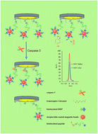 Graphical abstract: A reliable self-assembled peptide based electrochemical biosensor for detection of caspase 3 activity and apoptosis