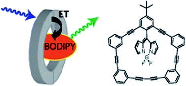 Graphical abstract: BODIPY-phenylacetylene macrocycle motifs for enhanced light-harvesting and energy transfer applications