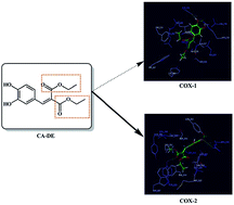 Graphical abstract: Hydroxycinnamic acid as a novel scaffold for the development of cyclooxygenase-2 inhibitors