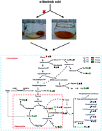 Graphical abstract: Metabolic regulation of α-linolenic acid on β-carotene synthesis in Blakeslea trispora revealed by a GC-MS-based metabolomic approach