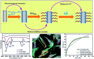 Graphical abstract: Mussel inspired functionalization of carbon nanotubes for heavy metal ion removal