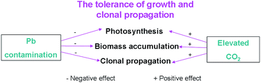 Graphical abstract: The tolerance of growth and clonal propagation of Phragmites australis (common reeds) subjected to lead contamination under elevated CO2 conditions