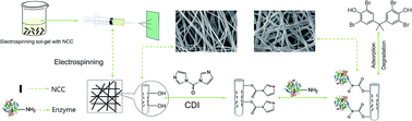 Graphical abstract: An environmentally-friendly enzyme-based nanofibrous membrane for 3,3′,5,5′-tetrabromobisphenol removal