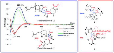 Graphical abstract: Cytotoxic 2,4-linked sesquiterpene lactone dimers from Carpesium faberi exhibiting NF-κB inhibitory activity