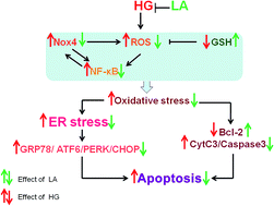 Graphical abstract: α-Lipoic acid protects HAECs from high glucose-induced apoptosis via decreased oxidative stress, ER stress and mitochondrial injury