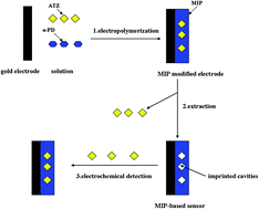 Graphical abstract: Molecularly imprinted polymer-based sensors for atrazine detection by electropolymerization of o-phenylenediamine