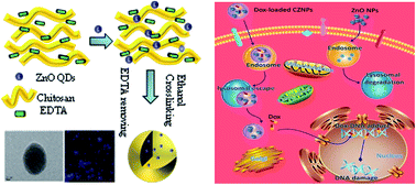 Graphical abstract: Doxorubicin loaded chitosan–ZnO hybrid nanospheres combining cell imaging and cancer therapy