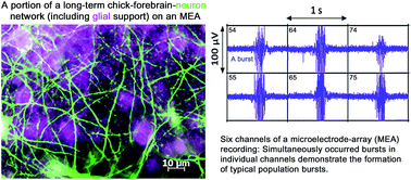 Graphical abstract: Establishment of a long-term chick forebrain neuronal culture on a microelectrode array platform