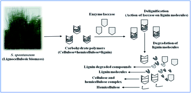 Graphical abstract: Enzymatic delignification: an attempt for lignin degradation from lignocellulosic feedstock