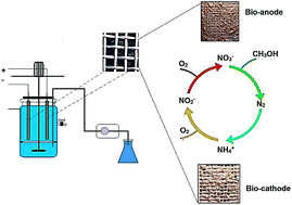 Graphical abstract: Simultaneous nitrification and denitrification using a polypyrrole/microbial cellulose electrode in a membraneless bio-electrochemical system
