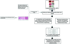 Graphical abstract: The study of metabonomics combined with diversity of intestinal flora in LDP intervention in kidney-yin deficiency hyperthyroid rats