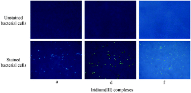 Graphical abstract: ‘Aggregation induced phosphorescence’ active iridium(iii) complexes for integrated sensing and inhibition of bacterial growth in aqueous solution
