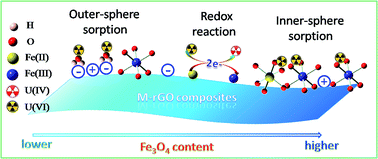 Graphical abstract: Retracted Article: Simultaneous sorption and reduction of U(vi) on magnetite–reduced graphene oxide composites investigated by macroscopic, spectroscopic and modeling techniques