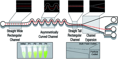 Graphical abstract: Staged inertial microfluidic focusing for complex fluid enrichment