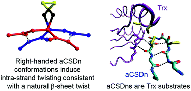 Graphical abstract: Cross-strand disulfides in the non-hydrogen bonding site of antiparallel β-sheet (aCSDns): poised for biological switching