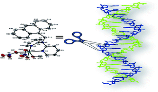 Graphical abstract: Synthesis, DNA binding profile and DNA cleavage pathway of divalent metal complexes