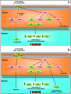 Graphical abstract: Tjernberg peptide: a double edged sword in Alzheimer’s disease