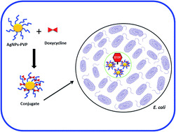 Graphical abstract: Doxycycline conjugated with polyvinylpyrrolidone-encapsulated silver nanoparticles: a polymer's malevolent touch against Escherichia coli