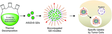 Graphical abstract: Thermal decomposition based synthesis of Ag-In-S/ZnS quantum dots and their chlorotoxin-modified micelles for brain tumor cell targeting