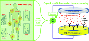 Graphical abstract: A microfluidic capacitive immunosensor system for human cartilage chitinase-3-like protein 2 (hYKL-39) quantification as an osteoarthritis marker in synovial joint fluid