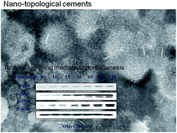 Graphical abstract: Nanotopological-tailored calcium phosphate cements for the odontogenic stimulation of human dental pulp stem cells through integrin signaling