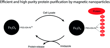 Graphical abstract: Selective protein purification by PEG–IDA-functionalized iron oxide nanoparticles